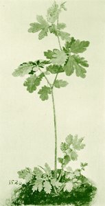 Speenkruid door Albrecht Dürer
