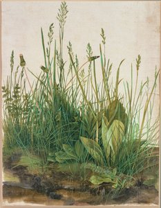 Large clump of turf - Das grosse Rasenstueck