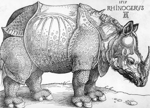 Neushoorn