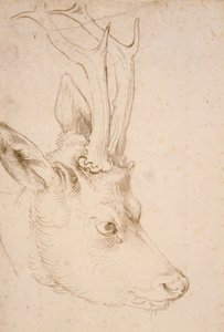 Kop van een reebok - Tekening door Albrecht Dürer (1471-1528), rond 1503 - Hoofd van een reebok - Pen en penseel, grijze en bruine inkt op papier door Albrecht Dürer (1471-1528), ca 1503 - 22,8x15,3 cm - Nelson-Atkins Museum of Art, Kansas City, Missouri door Albrecht Dürer