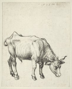 Jonge Stier door Albrecht Dürer