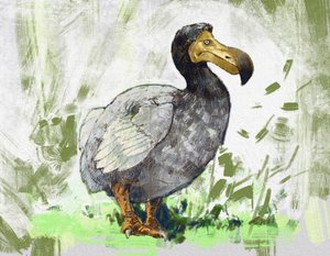 Afbeelding van de uitgestorven dodo (illustratie)