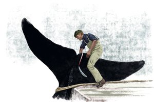 Walvisboot snijdt de staart van een walvis af
