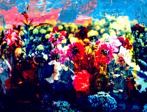 Veld, 2019 door Alex Caminker