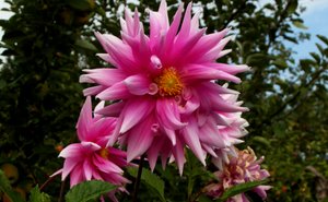 Tuin door Alex Caminker