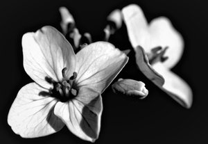 Natuurlijke compositie door Alex Caminker