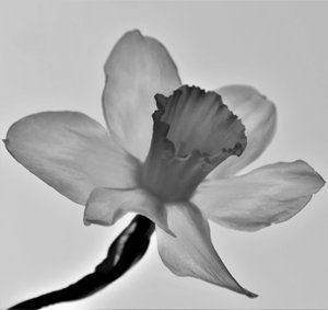 Zonder Titel, 2019 door Alex Caminker