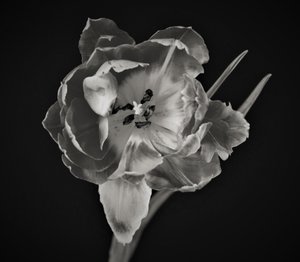 Bloemengeometrie, 2019 door Alex Caminker