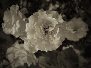 groep, 2019 door Alex Caminker