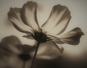 Natuurlijke röntgenfoto, 2019
