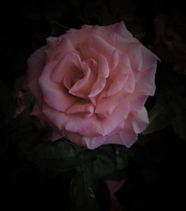 Roze planeet door Alex Caminker