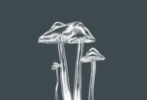 Zilveren Paddenstoelen