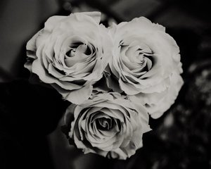 Drie rozen door Alex Caminker