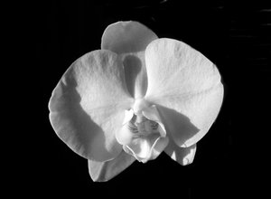 Zonder Titel (Bloem) door Alex Caminker