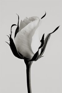 Witte roos door Alex Caminker