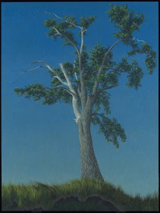 Iepenboom in Horton Landing