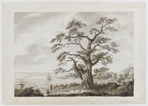 Boom op de Boomheuvel, Otaheite, uit 