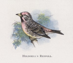Holboells Barmsijs