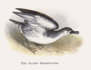 De Verbonden Pijlstormvogel