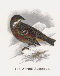 De Alpenheggenmus door Alexander Francis Lydon