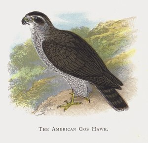 De Amerikaanse Havik
