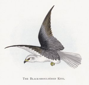 De Zwartschouderwouw