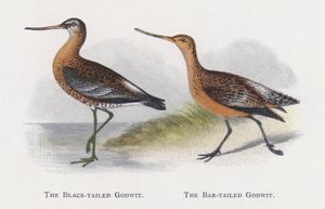 De Zwarte Ruiter, De Rosse Grutto