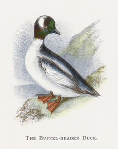 De Buffelkopeend door Alexander Francis Lydon