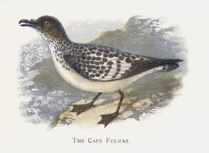 De Kaapse Stormvogel door Alexander Francis Lydon