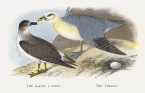 De Gehoede Stormvogel, De Fulmar door Alexander Francis Lydon