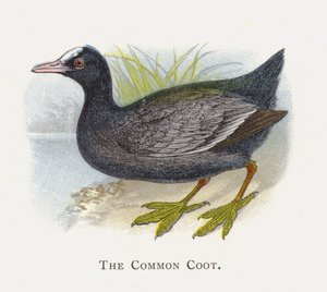 De Meerkoet