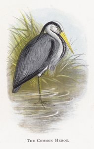 De Blauwe Reiger door Alexander Francis Lydon