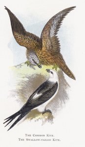 De Wouw, De Zwaluwstaartwouw door Alexander Francis Lydon