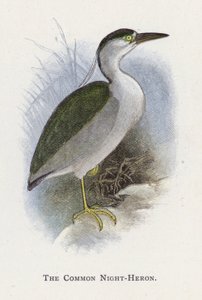 De Kwak door Alexander Francis Lydon