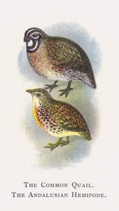 De Kwartel, De Andalusische Hemipode