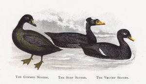 De Zwarte Zee-eend, De Brilzee-eend, De Grote Zee-eend