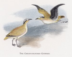 De Renvogel