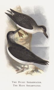De Donkere Pijlstormvogel, De Manx Pijlstormvogel