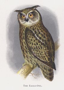 De Oehoe door Alexander Francis Lydon