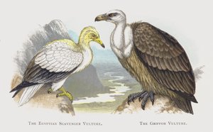 De Egyptische Aasgier, De Vale Gier