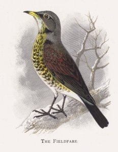 De Kramsvogel door Alexander Francis Lydon