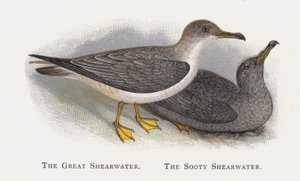 De Grote Pijlstormvogel, De Roetpijlstormvogel door Alexander Francis Lydon
