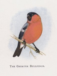 De Grote Goudvink