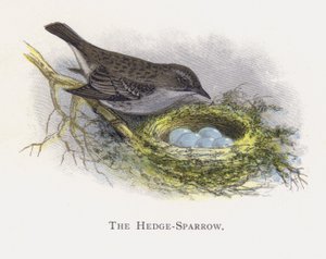 De Heggenmus door Alexander Francis Lydon
