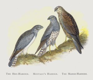 De Blauwe Kiekendief, Montagu