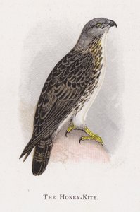 De Wespwouw