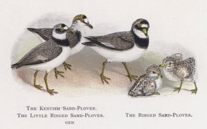 De Bontbekplevier, De Kleine Ringplevier, De Ringplevier