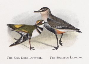 De Killdeerplevier, De Sociabele Kievit