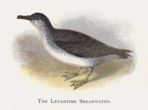 De Levantijnse Pijlstormvogel door Alexander Francis Lydon
