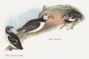 De Kleine Alk, De Papegaaiduiker
